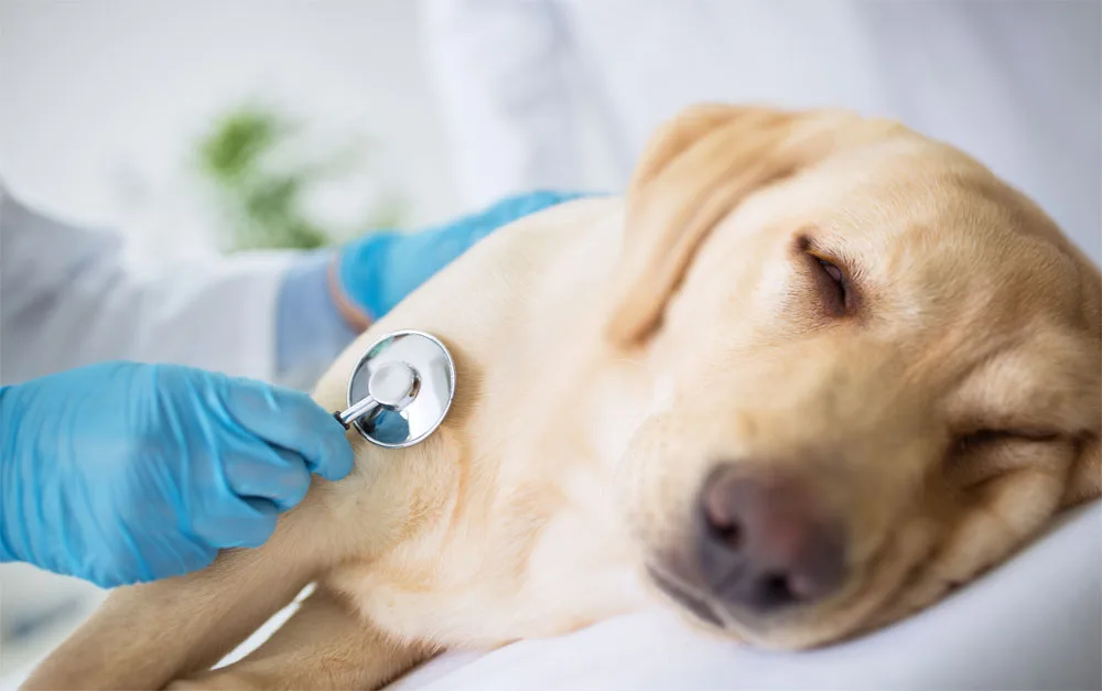 Sick & Injured Pet Care | Goldsboro, NC | Eastwaye Veterinary Clinic