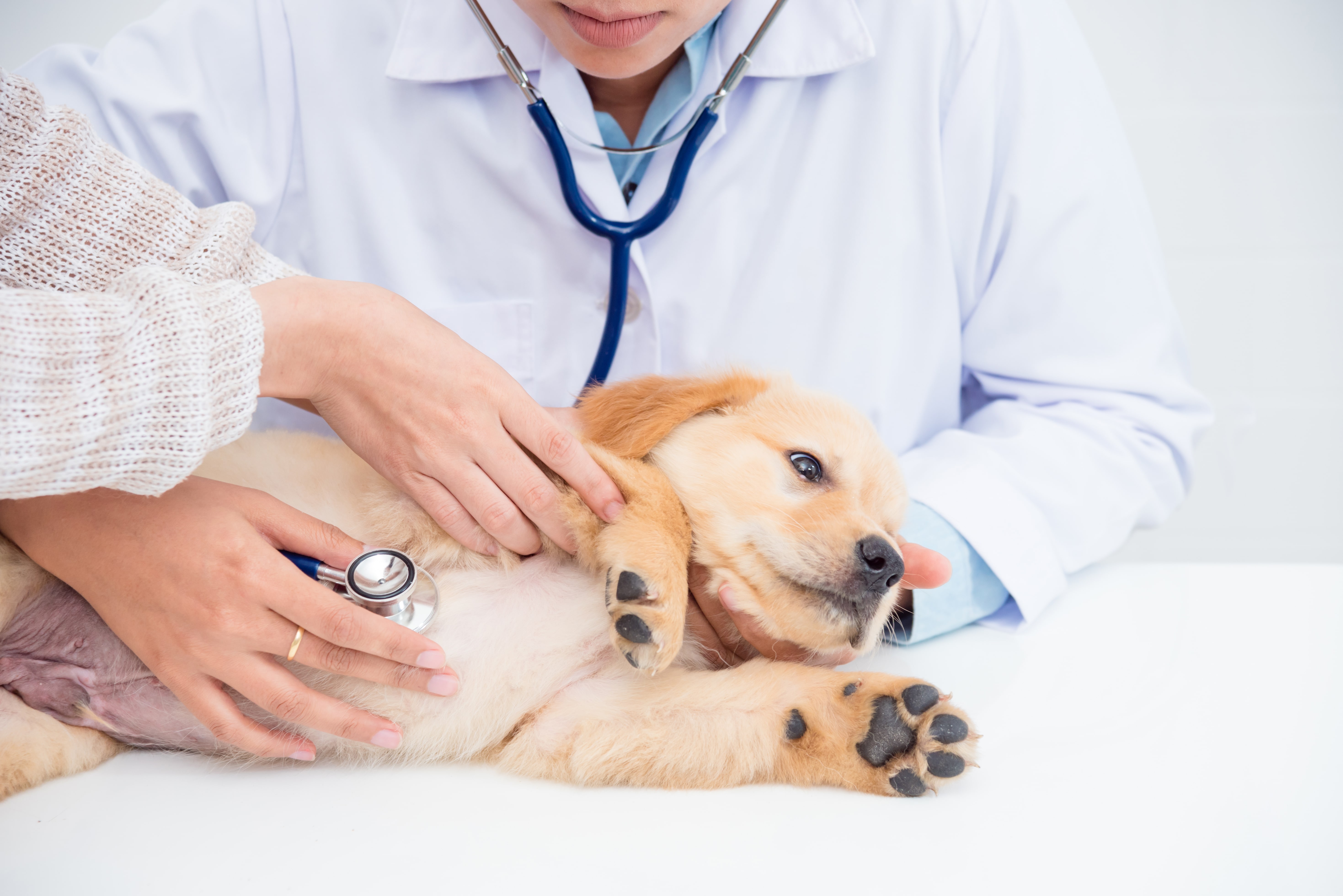 Proheart Injections | Goldsboro, NC | Eastwaye Veterinary Clinic