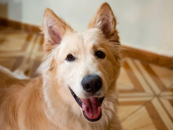 Why Year Round Flea Tick Heartworm Prevention Are Essential in