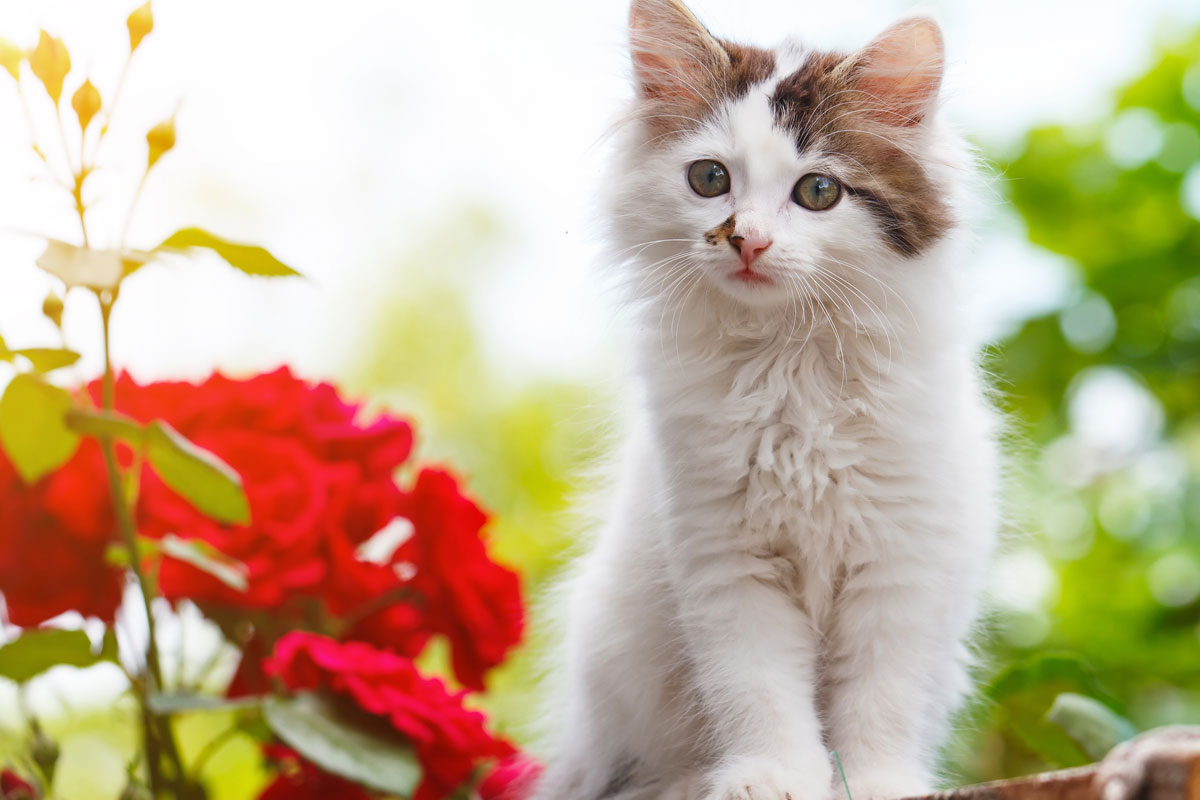 natural heartworm prevention for cats