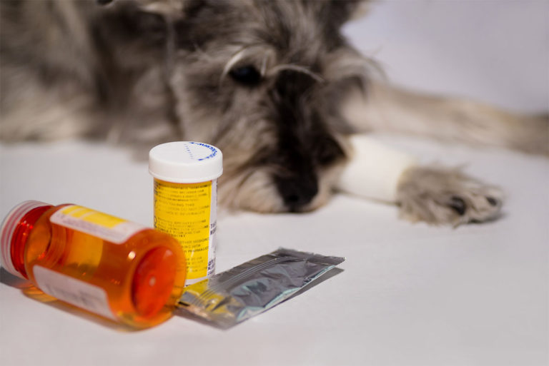 Why It's Best to Purchase Pet Meds from Your Local Vet Goldsboro, NC