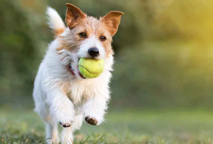 good-diet-for-dog-banner