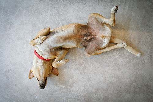 what to do when a dog is having a seizure