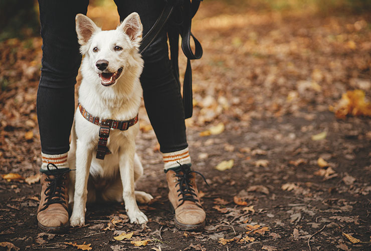 hike-with-your-pet_banner