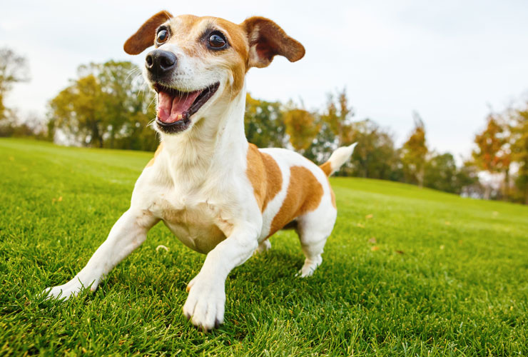 5-reasons-to-microchip-your-pet-banner