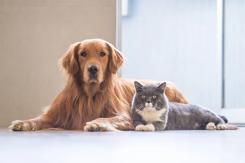 Golden,Retriever,And,British,Shorthair