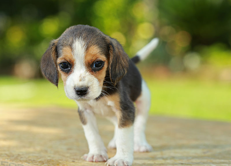 does-your-pet-have-separation-anxiety_strip3 does-your-pet-have-separation-anxiety_strip2