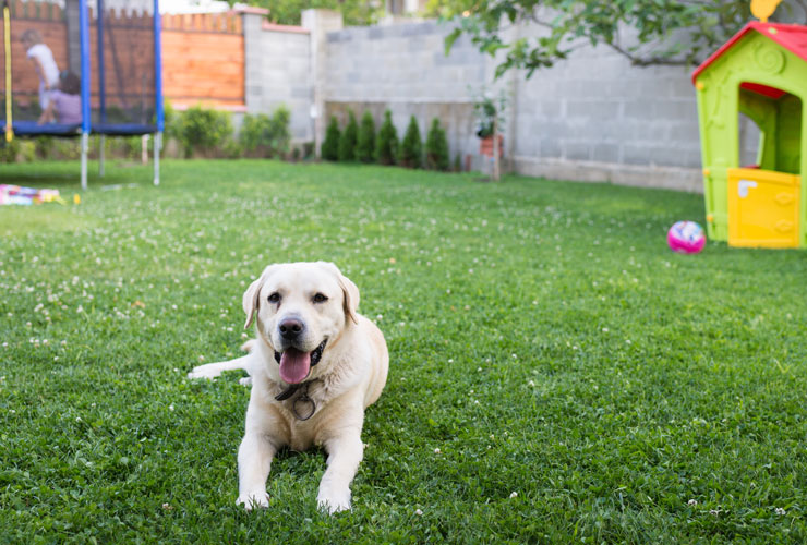 is-my-yard-safe-for-pets-banner