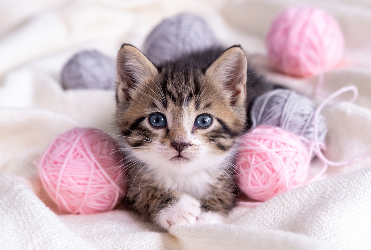 5-things-to-do-before-bringing-home-a-new-kitten-banner