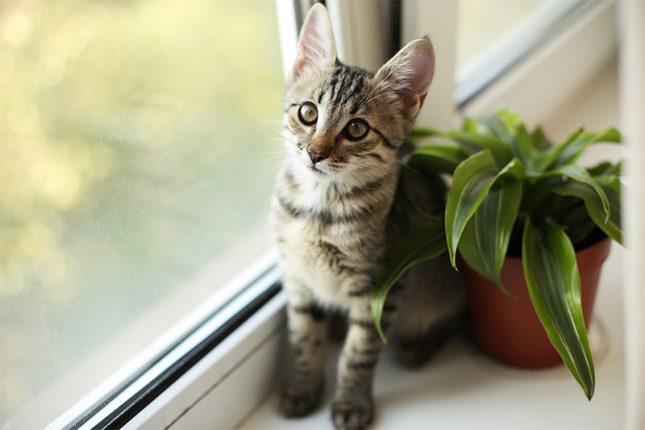 5-things-to-do-before-bringing-home-a-new-kitten-strip3
