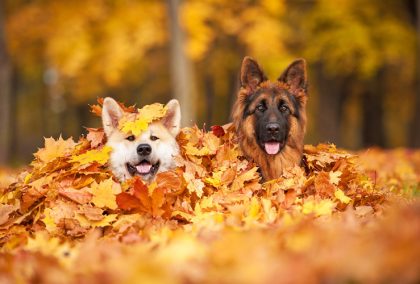 5-fall-activities-to-enjoy-with-your-pet-banner