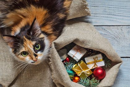 national-cat-lovers-month-top-christmas-gifts-for-cats-banner