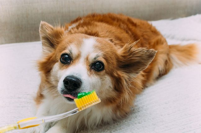 five-facts-about-your-pets-oral-health-strip1