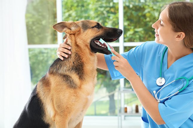 five-facts-about-your-pets-oral-health-strip3