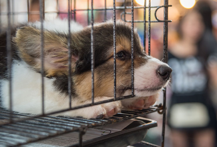 taking-a-stand-against-puppy-mills-choosing-compassionate-pet-care-banner