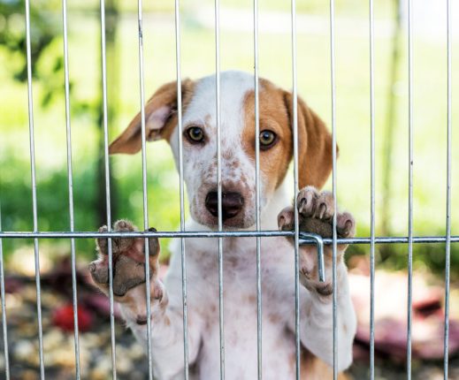 taking-a-stand-against-puppy-mills-choosing-compassionate-pet-care-strip4