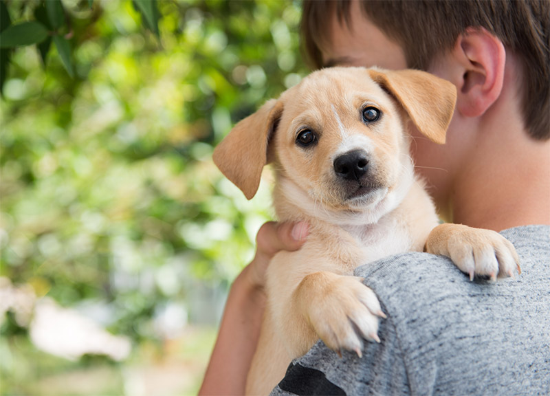 summer-activities-you-can-do-with-your-pet-fun-in-east-goldsboro-north-carolina-strip3 summer-activities-you-can-do-with-your-pet-fun-in-east-goldsboro-north-carolina-strip3