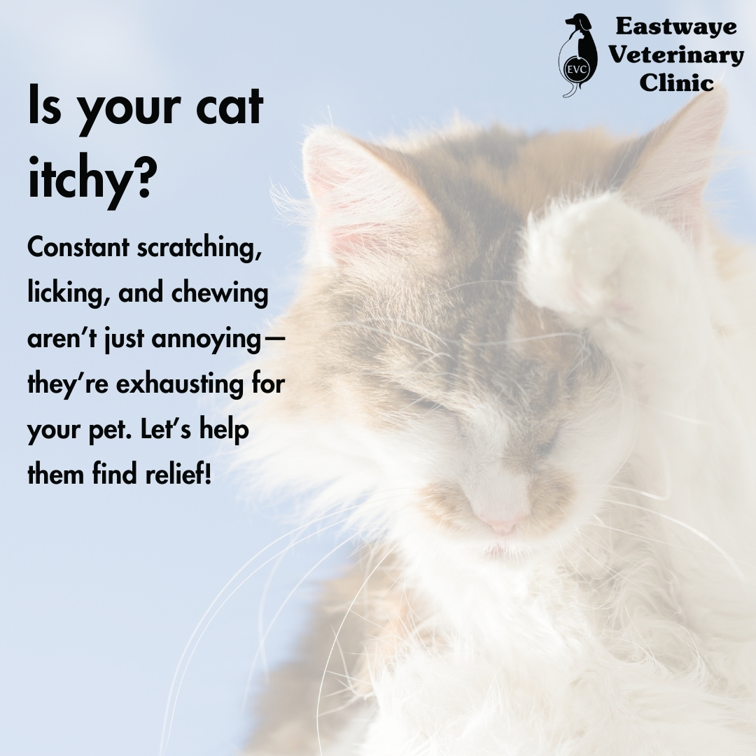 Eastwaye Itchy Pet 1