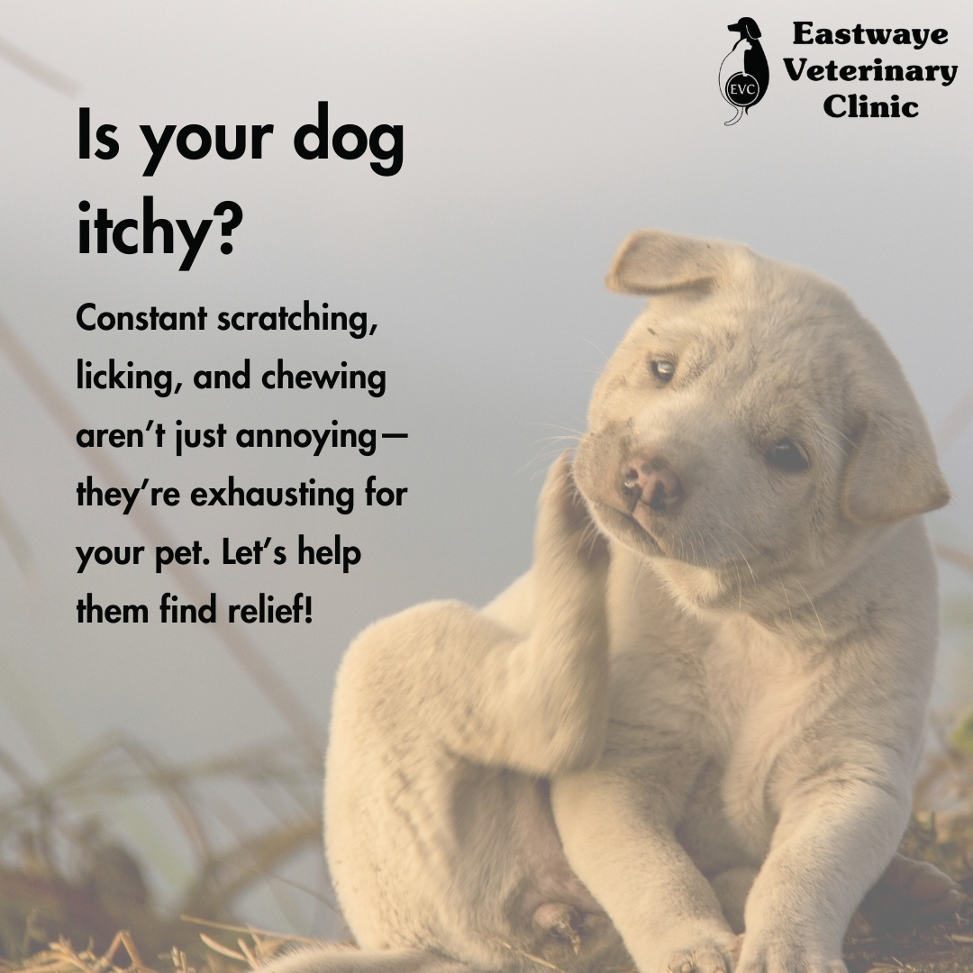 Eastwaye Itchy Pet 2