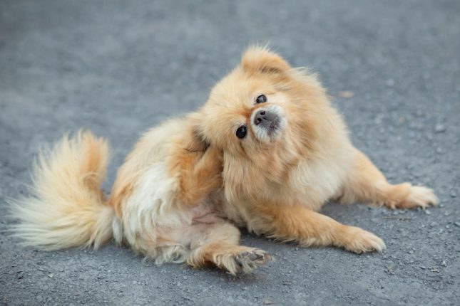 Itchy,Dog,Try,To,Scratching,Its,Skin.,Concept,For,Pet