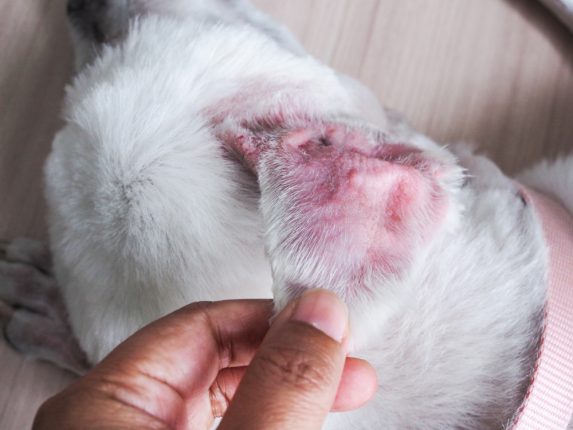 Aural,Hematoma,,The,Infection,Of,The,Dog's,Ears,Is,Swelling,