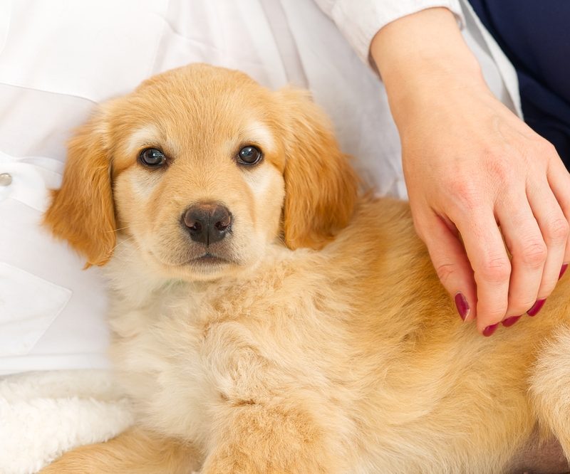 Golden retriever puppy lying down while being gently petted, representing early signs when a dog fits symptoms that require veterinary attention – dog fits symptoms