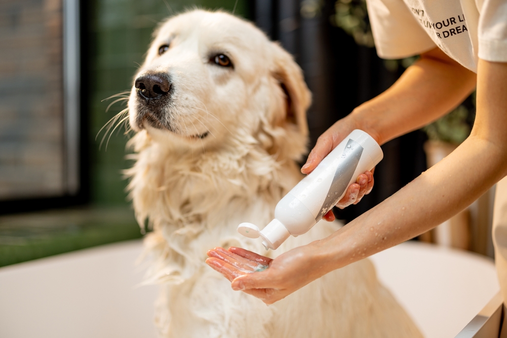Golden retriever receiving a gentle bath with shampoo, highlighting professional dog grooming services in Goldsboro NC – dog grooming Goldsboro NC