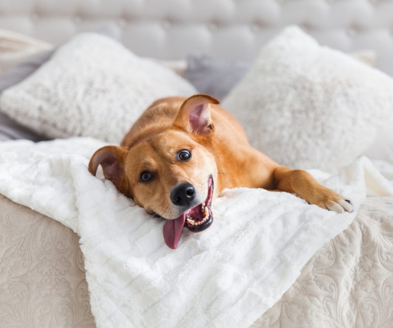 Playful dog relaxing on a bed at home, highlighting the importance of routine care and preventative pet wellness tips – pet wellness tips