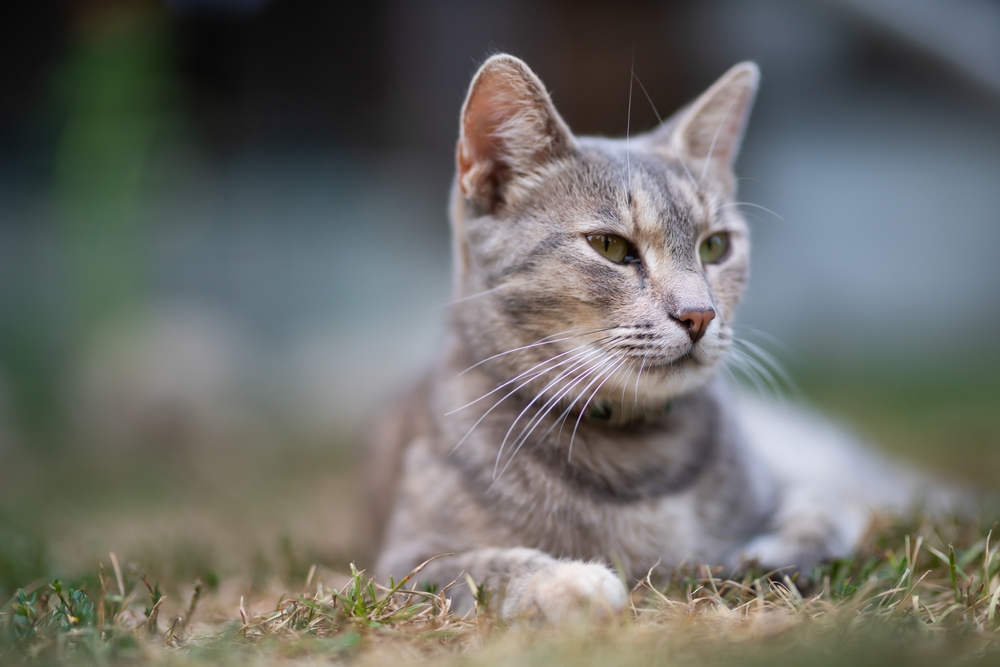 Healthy gray cat resting outdoors, symbolizing comprehensive parasite prevention and protection alongside ProHeart injection – proheart injection
