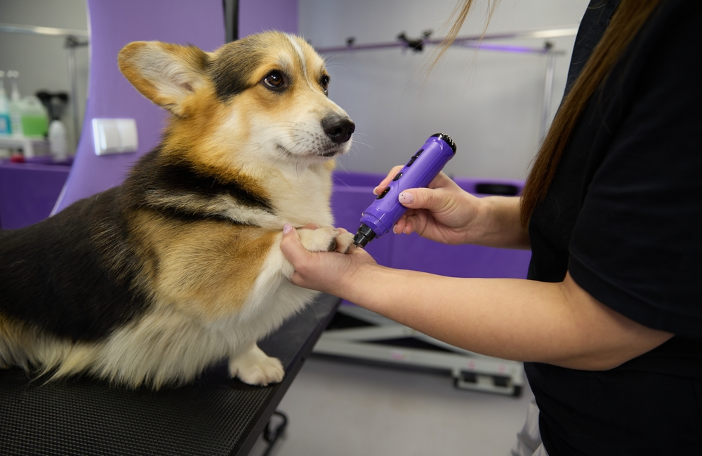 Corgi receiving a safe nail trim with an electric grinder at a grooming salon in Goldsboro NC – dog grooming Goldsboro NC