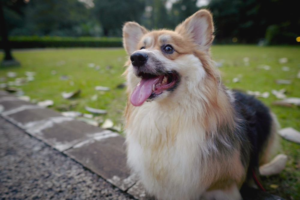 Happy corgi sitting outdoors with tongue out, representing heartworm prevention and protection with ProHeart injection – proheart injection